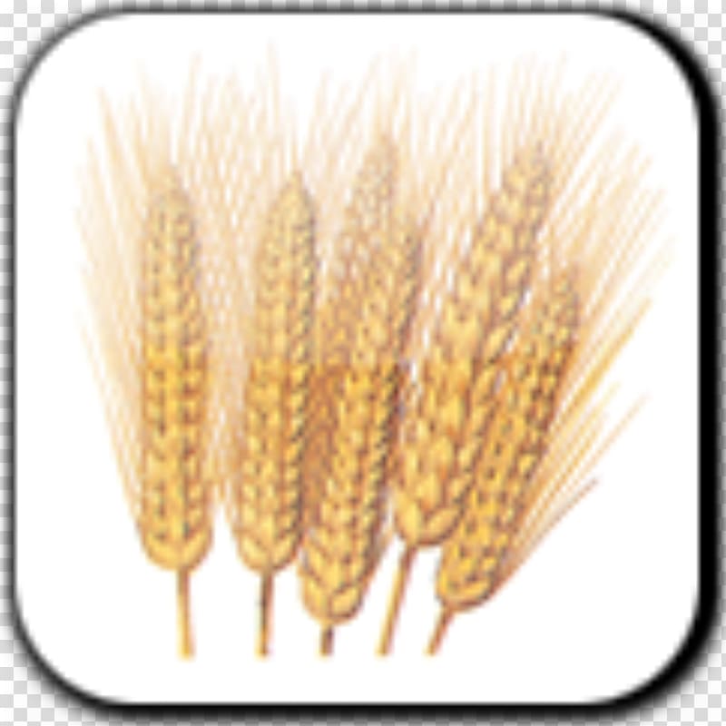 Common wheat Durum Seed Gluten Star-K, wheat transparent background PNG clipart