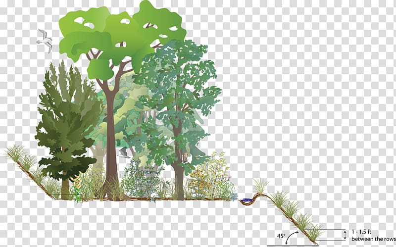 Plant Sand Quarry Tree Hotel, pigeon pea transparent background PNG clipart