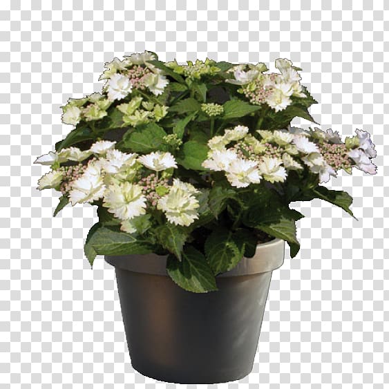 Cook\'s Garden Centre Flowerpot Hydrangea Plant, hydrangea transparent background PNG clipart