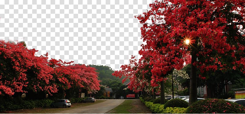 Panzhihua Guangzhou Bombax ceiba Paineira Flower, Road on both sides of the kapok tree transparent background PNG clipart