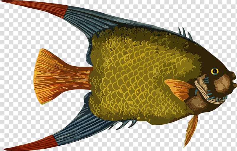 Angelfish , fish transparent background PNG clipart