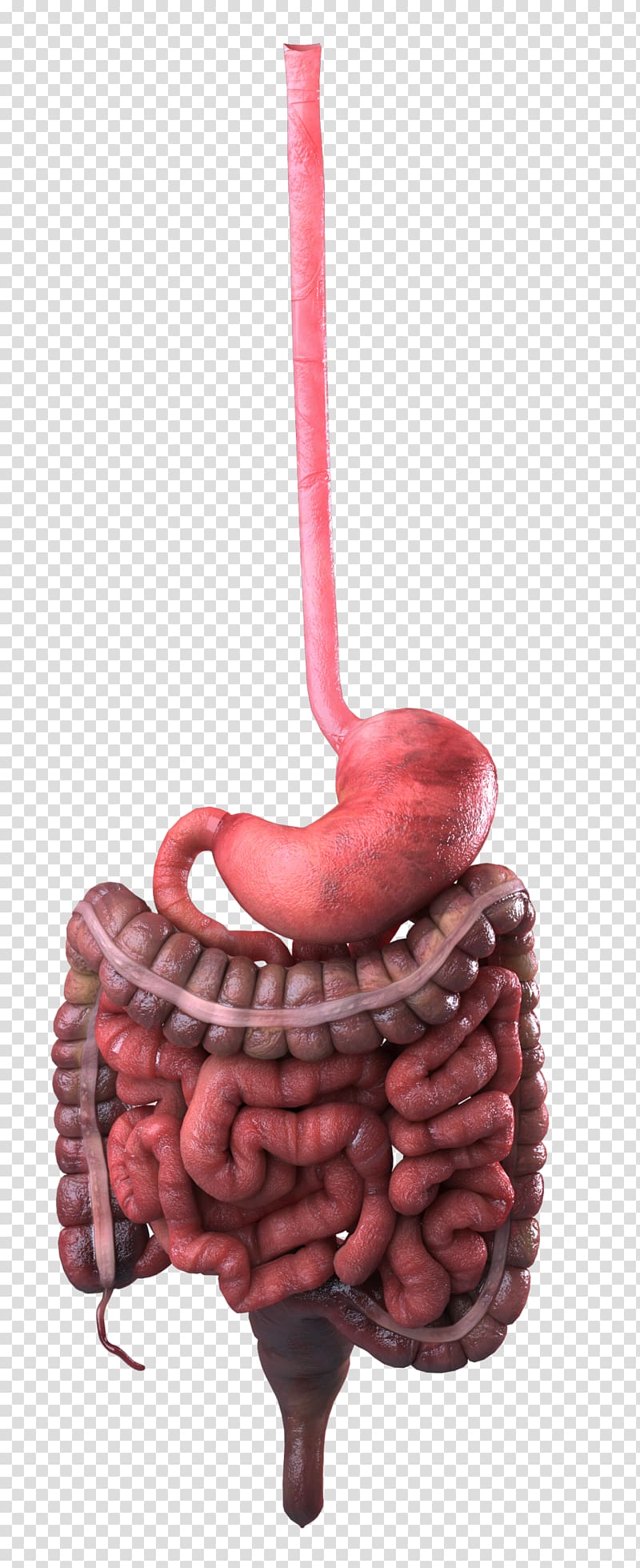 Stomach Pancreas Digestive enzyme Small intestine Gastrointestinal tract, others transparent background PNG clipart