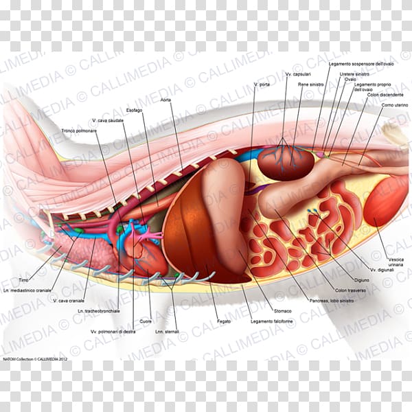 Muscle Stomach Abdomen Human anatomy, abdomen anatomy transparent background PNG clipart