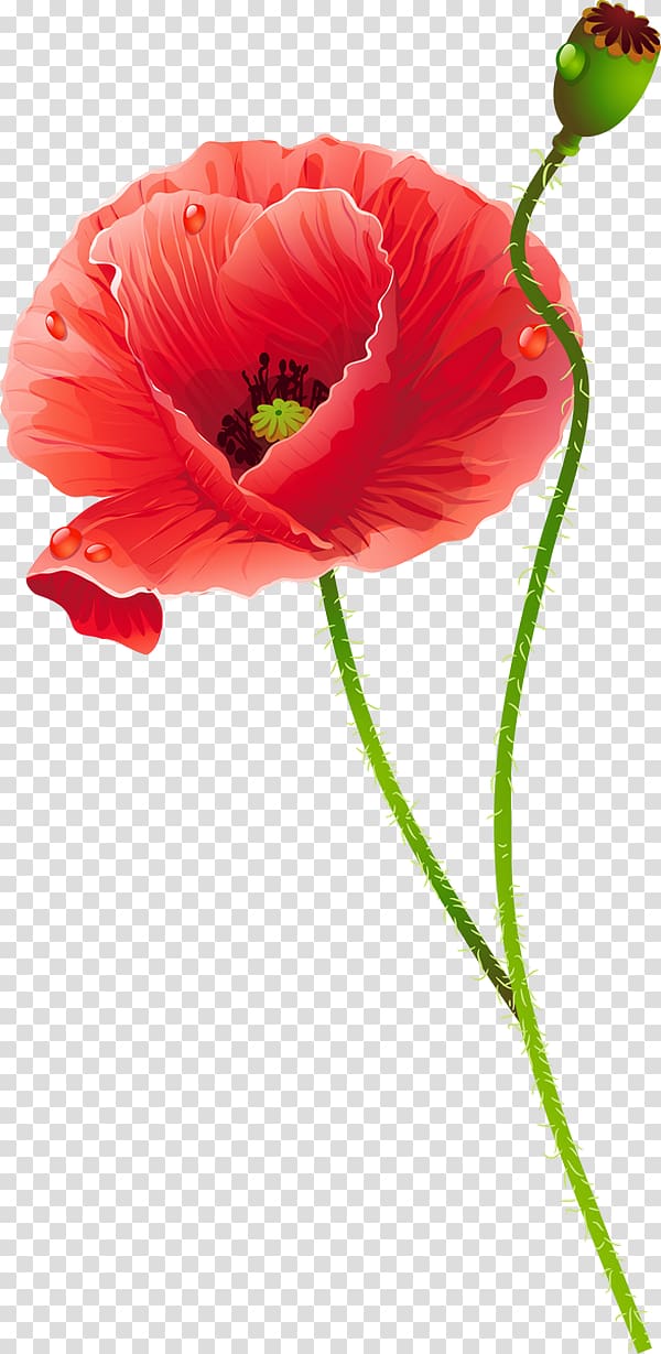 Common poppy Cut flowers, poppies transparent background PNG clipart