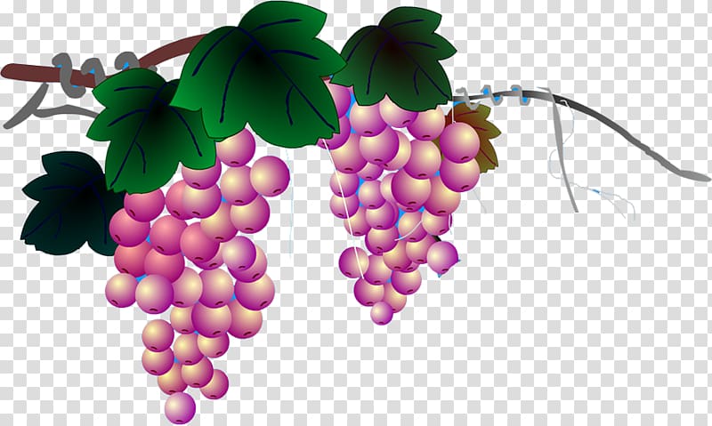 Grapevines Google s, grape transparent background PNG clipart
