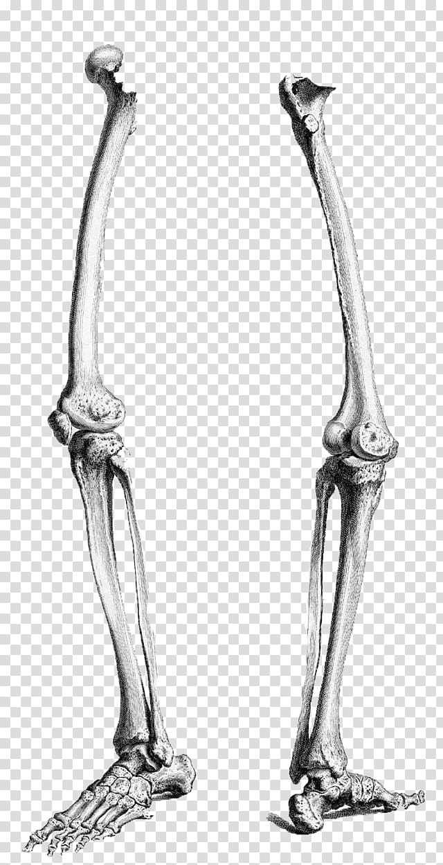 Human leg Human skeleton Human body Femur Anatomy, leg transparent background PNG clipart