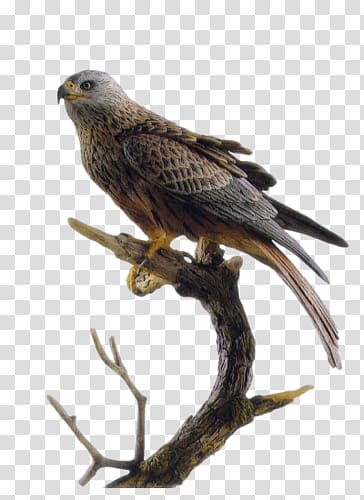 Falcon Le Gite des Faucons **** Hawk Eagle Bird, falcon transparent background PNG clipart