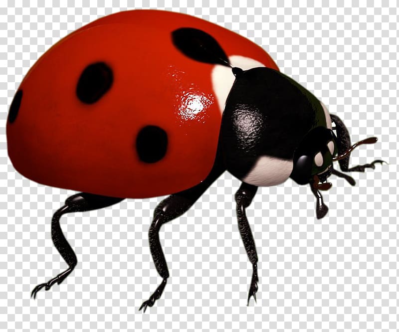 Ladybird beetle Insect , insect transparent background PNG clipart