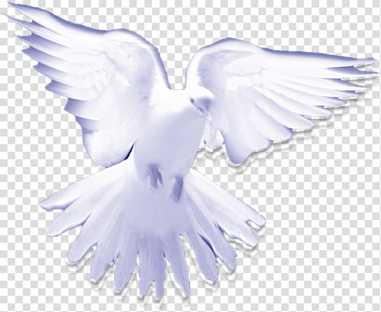 Christian Holy Spirit in Christianity Pigeons and doves, holy Spirit transparent background PNG clipart