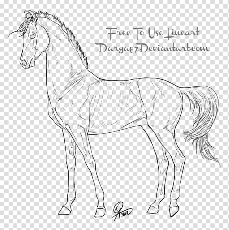 Line art Foal Drawing Akhal-Teke Mule, others transparent background PNG clipart