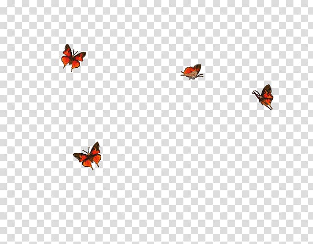 Insect Line Sky plc Lady Bird Font, secrecy transparent background PNG clipart