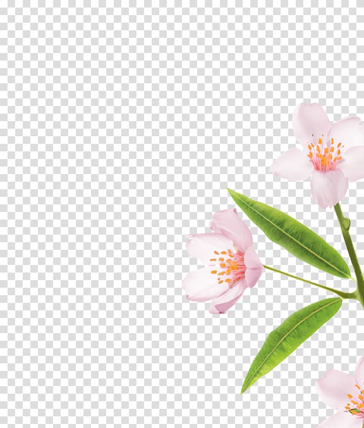 Moth orchids Cherry blossom Petal Pink M, prunus dulcis transparent background PNG clipart