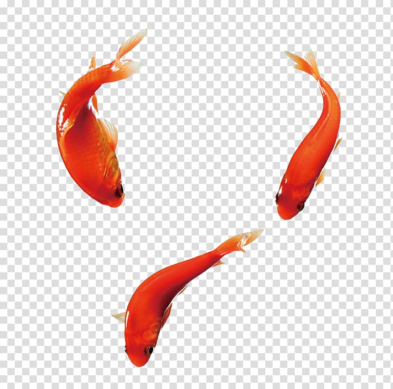 Carassius auratus Fish, Free goldfish pull material transparent background PNG clipart