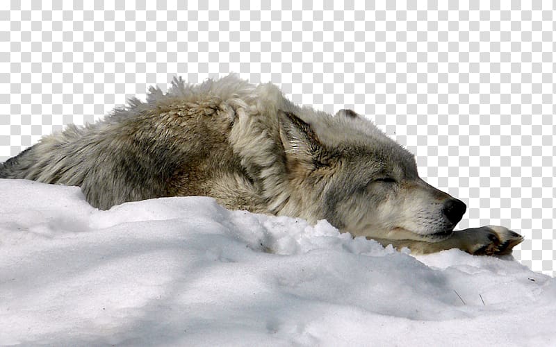 Dog Arctic wolf Snow Display resolution , Snow wolf transparent background PNG clipart