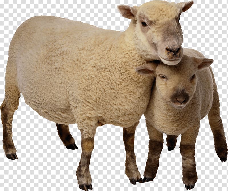 two brown lambs, Sheep Mother and Baby transparent background PNG clipart