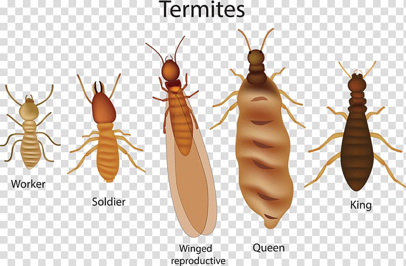 Eastern subterranean termite Insect Cockroach Pest Control Colony, insect transparent background PNG clipart