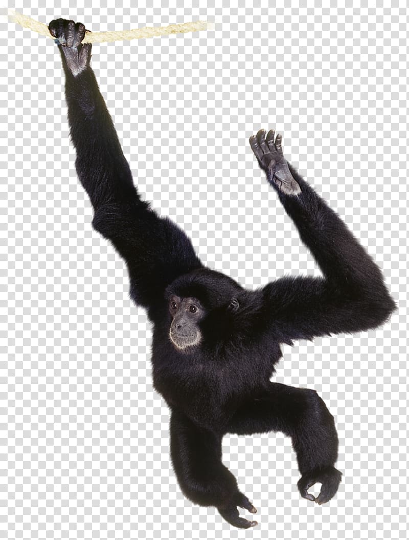 Gorilla Common chimpanzee Gibbon Primate Orangutan, orangutan transparent background PNG clipart
