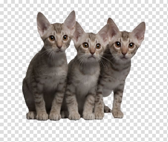 Ocicat Kitten Tabby cat, cats transparent background PNG clipart