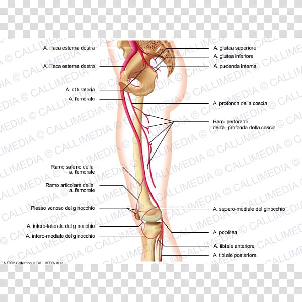 Thumb Thigh Hip Knee Human leg, others transparent background PNG clipart