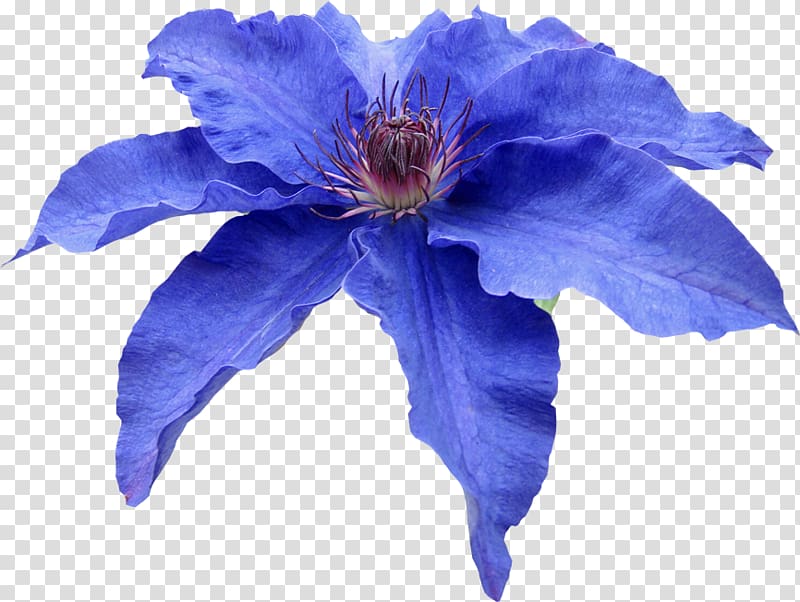Leather flower Petal Blue , flower transparent background PNG clipart