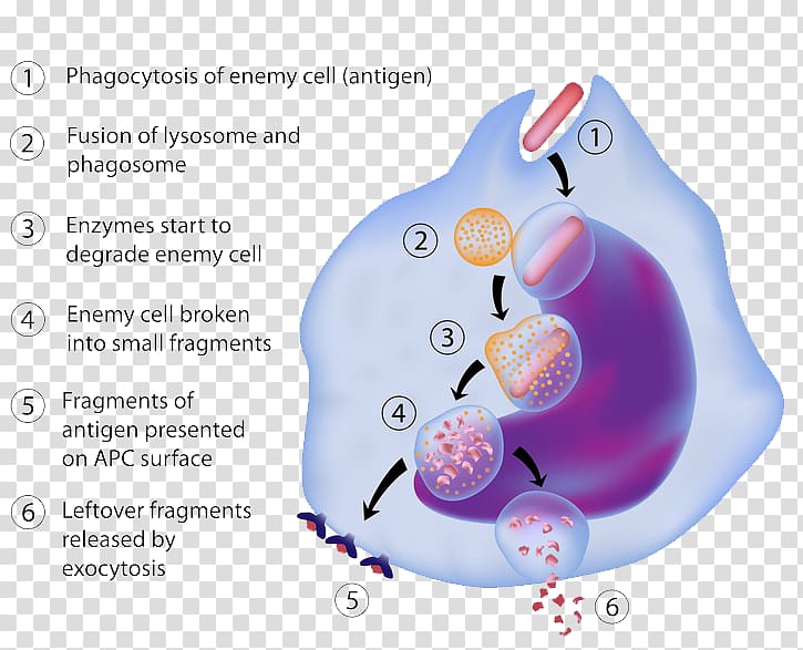 Antigen-presenting cell Antigen presentation Macrophage Immune system, Cell biology transparent background PNG clipart