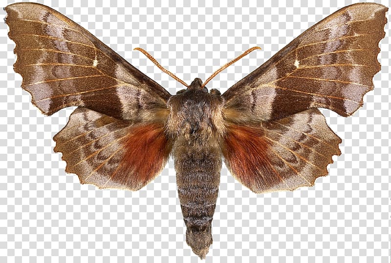 Butterfly Snout moths Cacao Moth Almond moth, butterfly transparent background PNG clipart