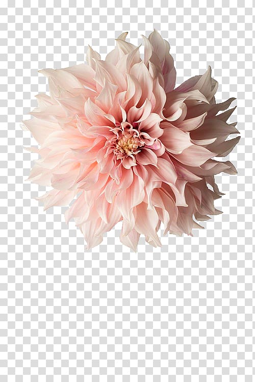 Pink flowers Dahlia, 情人节玫瑰 flower transparent background PNG clipart