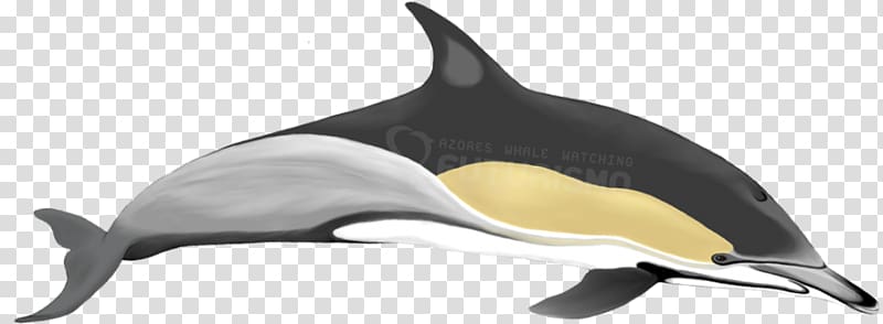 Tucuxi Short-beaked common dolphin Long-beaked common dolphin Pygmy sperm whale Dwarf sperm whale, dolphin transparent background PNG clipart