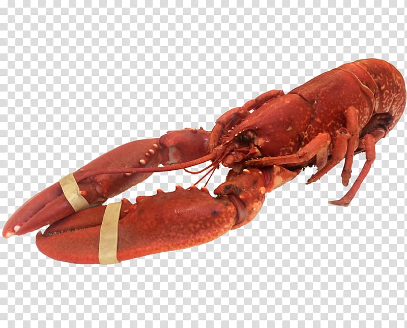 American lobster European lobster Spiny lobster Dungeness crab Crayfish, others transparent background PNG clipart