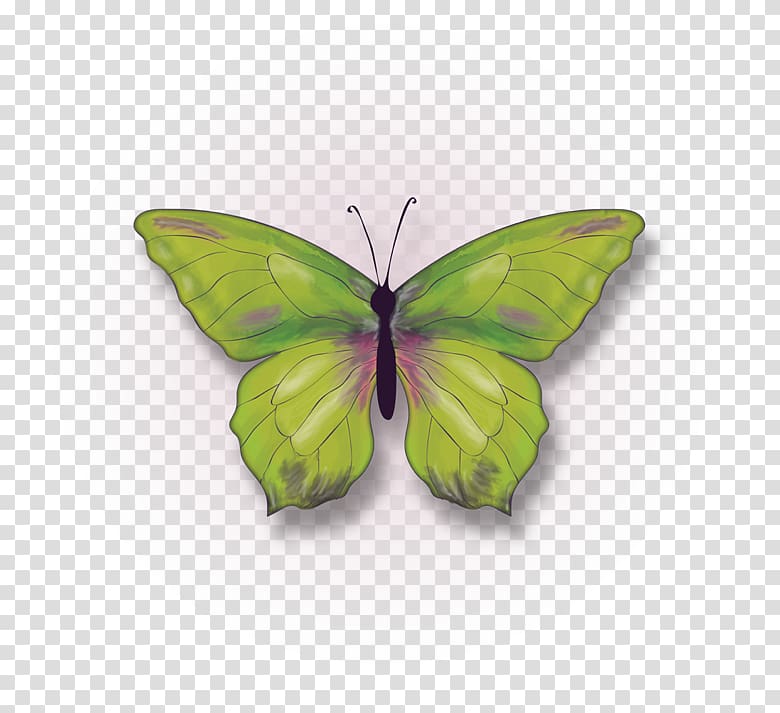 Clouded yellows Brush-footed butterflies Butterfly Moth Pieridae, individual branding transparent background PNG clipart