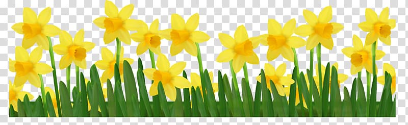 Daffodil , Grass with Daffodils , yellow daffodil flowers illustration transparent background PNG clipart