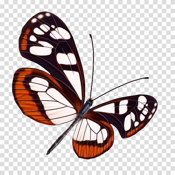 Butterfly Greta oto, butterfly transparent background PNG clipart