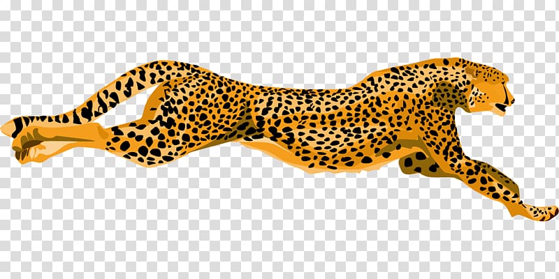 Cheetah , fast transparent background PNG clipart