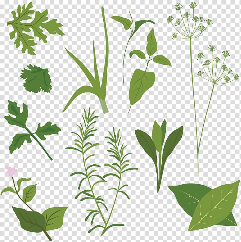 Herb graphics Illustration Spice, herbs drawing transparent background ...