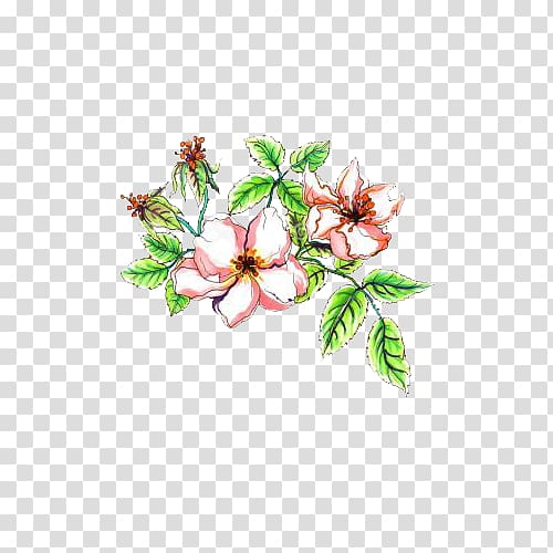 Flower Watercolor painting Illustration, Plant apple flower transparent background PNG clipart