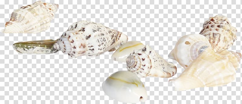 Seashell Marine , Conch shell transparent background PNG clipart