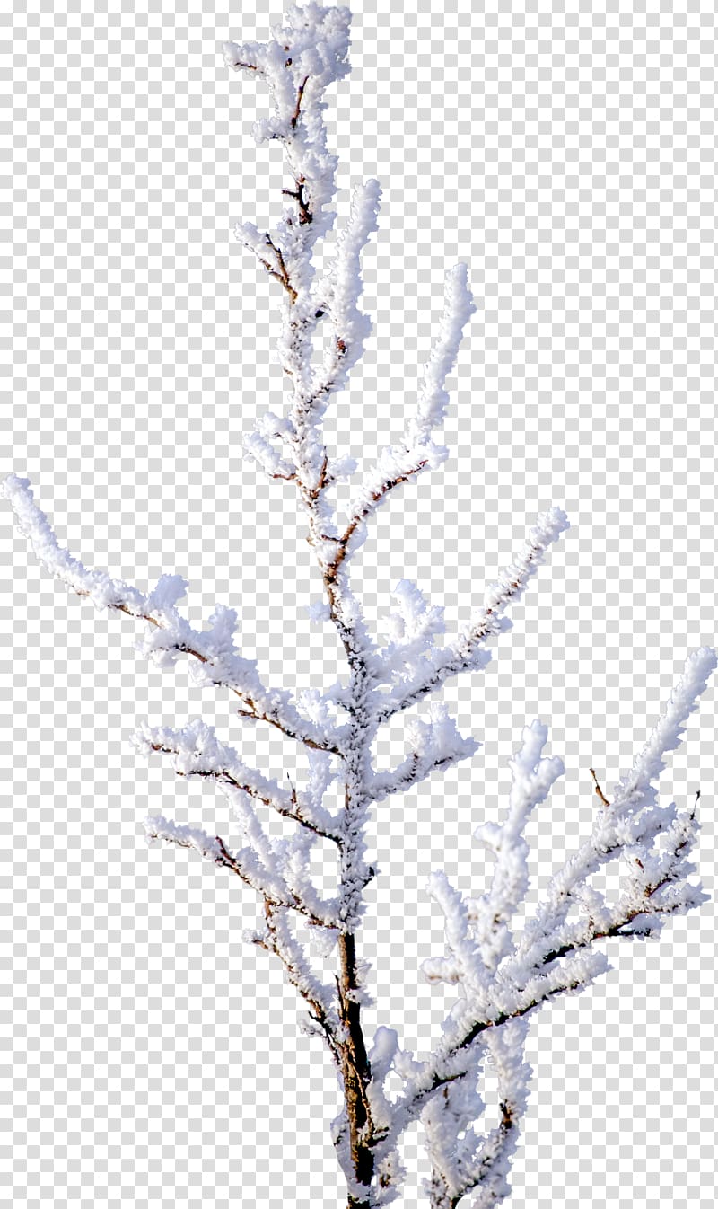 Tree Branch Snow , pine transparent background PNG clipart