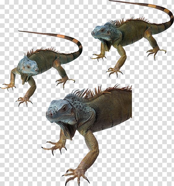 Common Iguanas Dragon Lizards Reptile Chameleons, lizard transparent background PNG clipart
