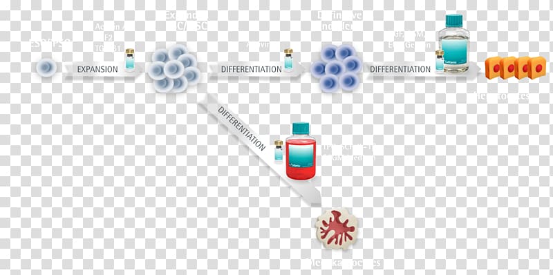 Chondrocyte Cellular differentiation Induced pluripotent stem cell Embryonic stem cell, others transparent background PNG clipart