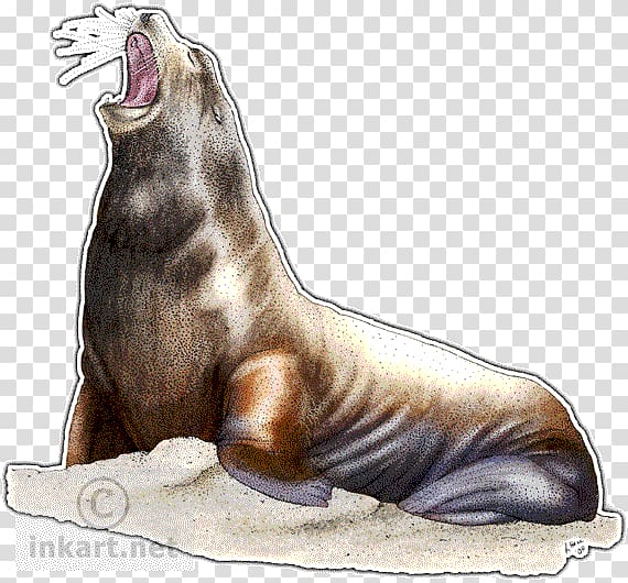 California sea lion Walrus Seals & Sea Lions Drawing Steller sea lion, harbor seal transparent background PNG clipart