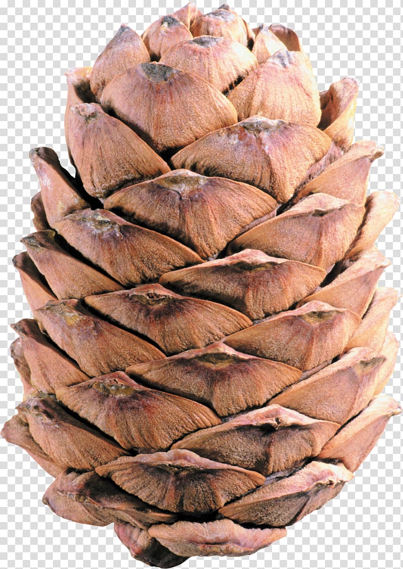 Pine cone transparent background PNG clipart