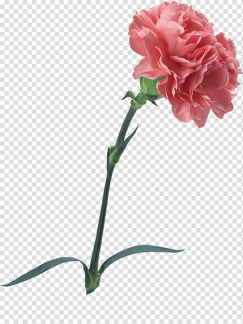 pink carnations transparent background PNG clipart