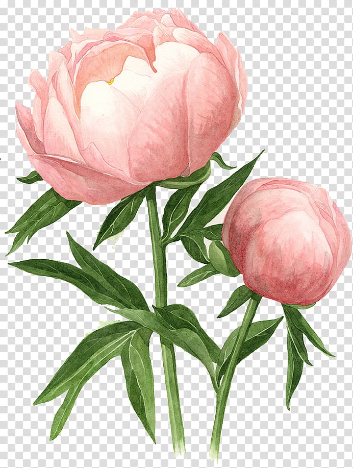 pink peony flower illustration, Peony Watercolor painting Drawing Watercolour Flowers, peony transparent background PNG clipart