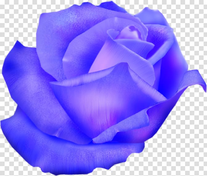 Blue rose Garden roses Cabbage rose Cut flowers, others transparent background PNG clipart
