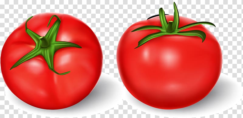 Tomato Vegetable Illustration, hand-painted tomatoes transparent background PNG clipart