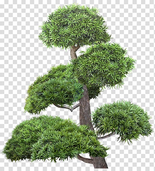 Broad-leaved tree Pine Bonsai Raster graphics, tree transparent background PNG clipart