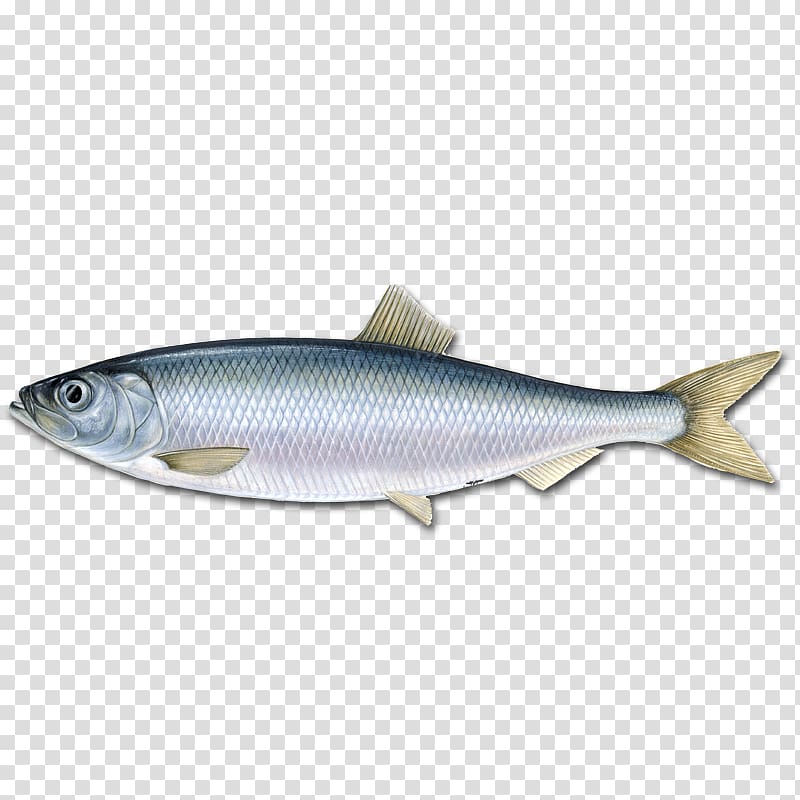 Atlantic herring Pelagic fish Fishery Marine Stewardship Council, sea transparent background PNG clipart