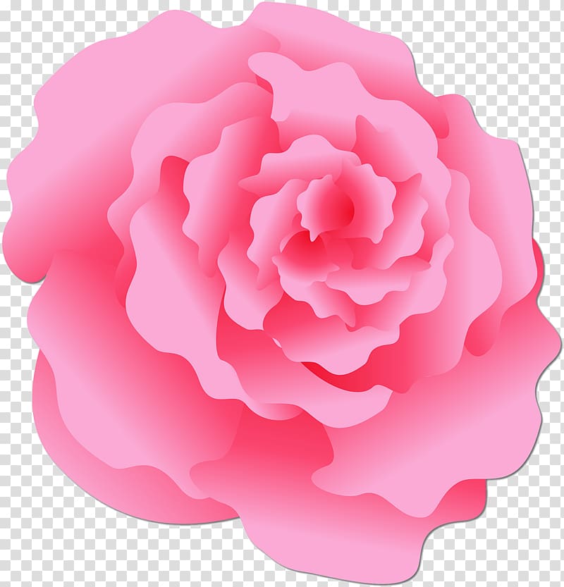 Damask rose Centifolia roses Garden roses Rosaceae , pink rose transparent background PNG clipart