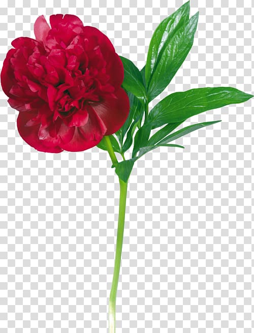 Garden roses Peony Flower , peony transparent background PNG clipart