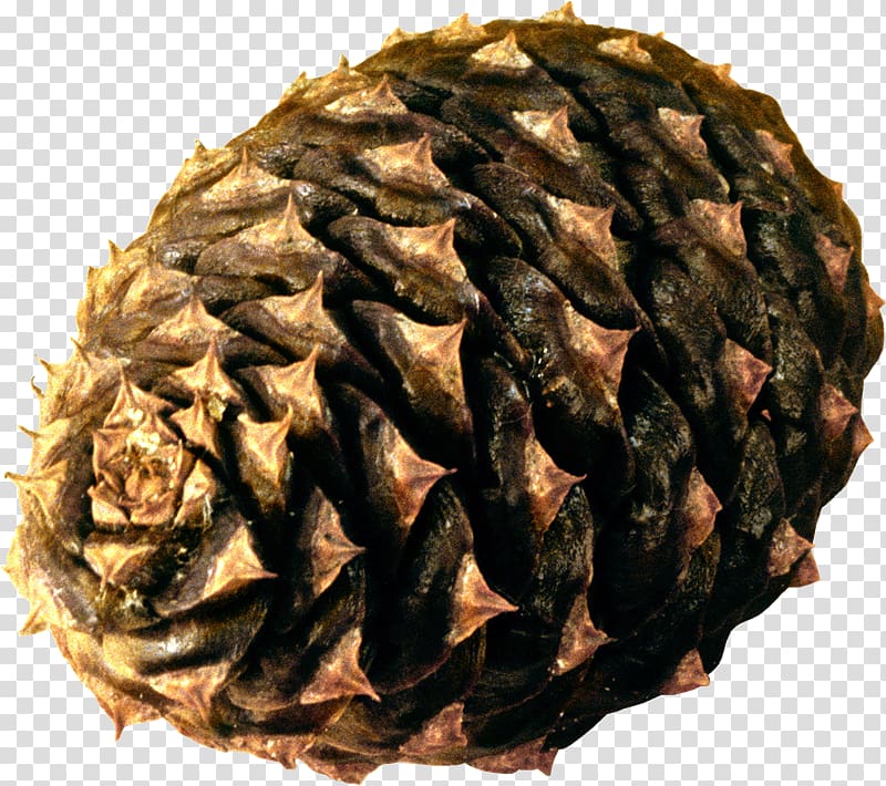 Portable Network Graphics Conifer cone Pine , others transparent background PNG clipart